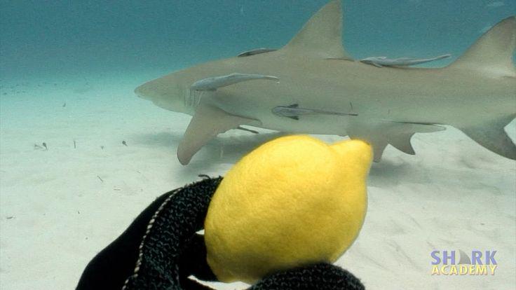 OkLiterature8411 Diêm