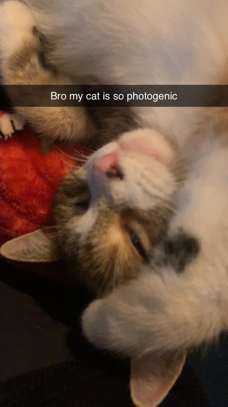NoBite3996