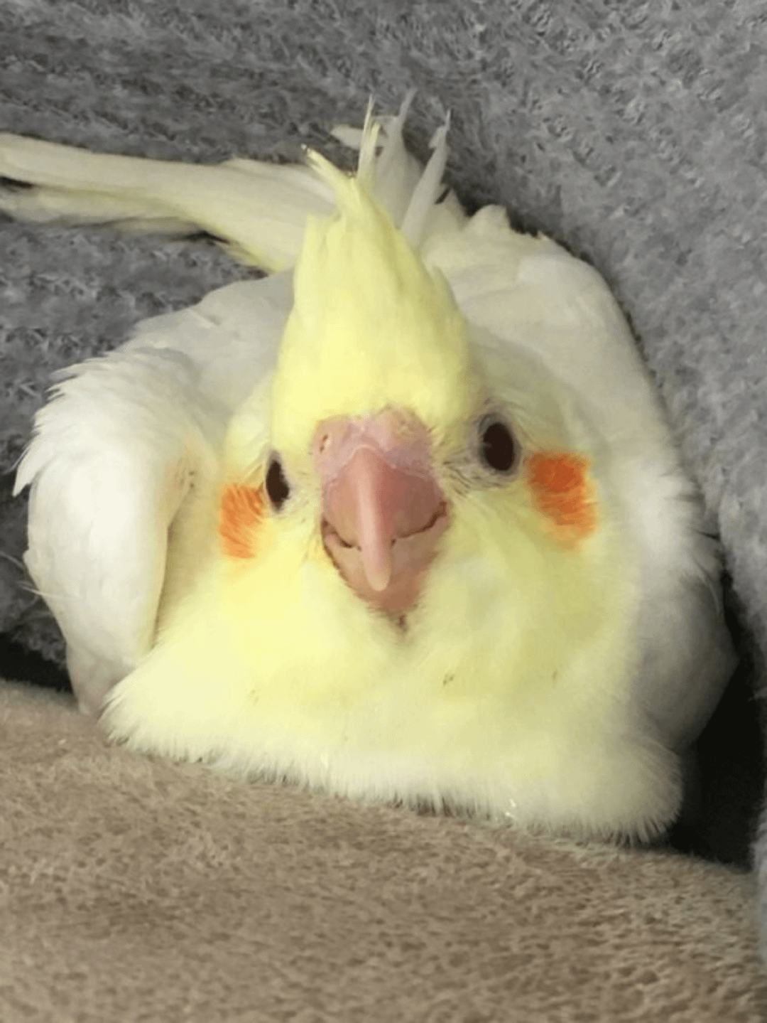 zubiizuu