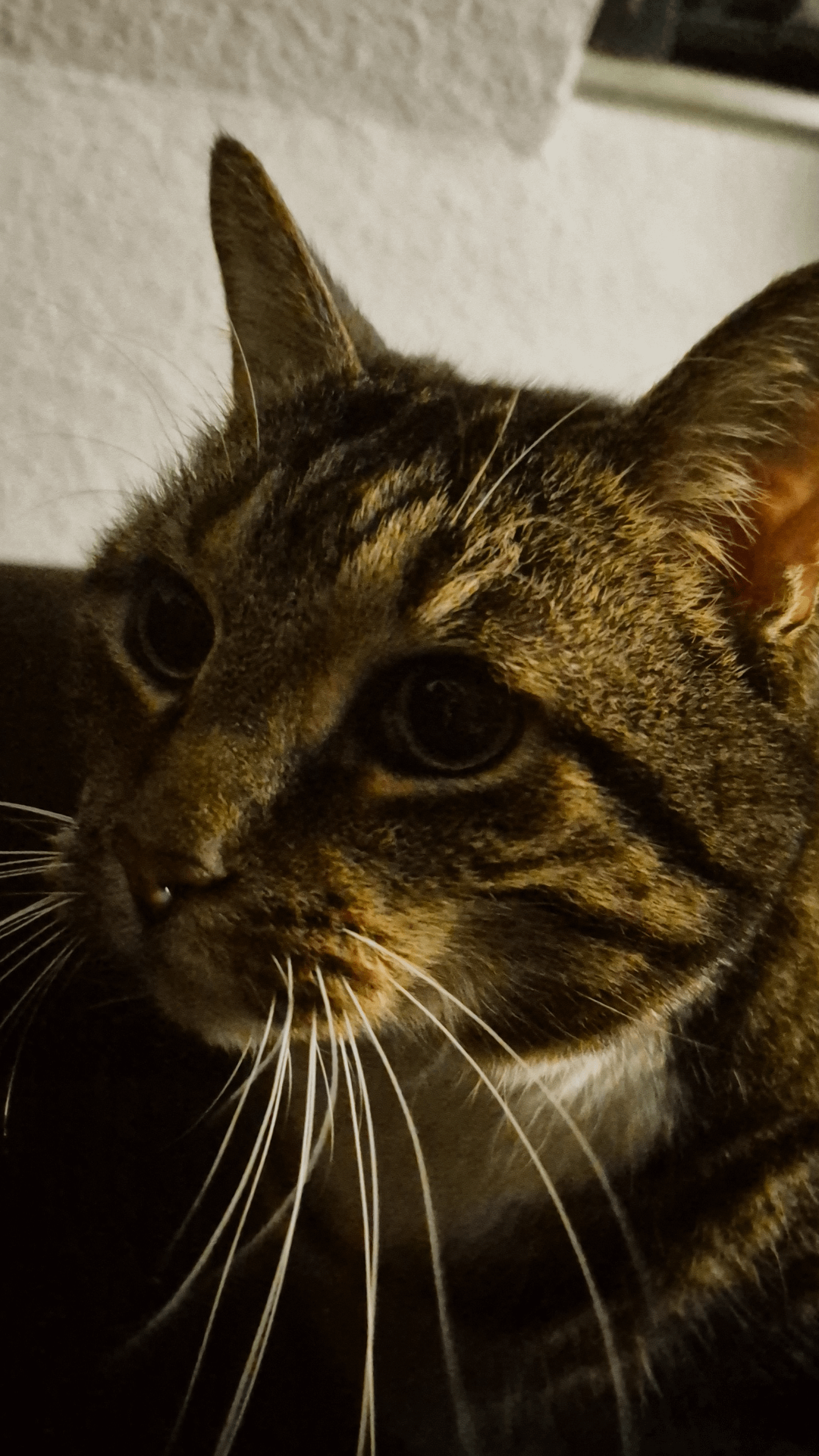 ProfessionalRest2961 Chung