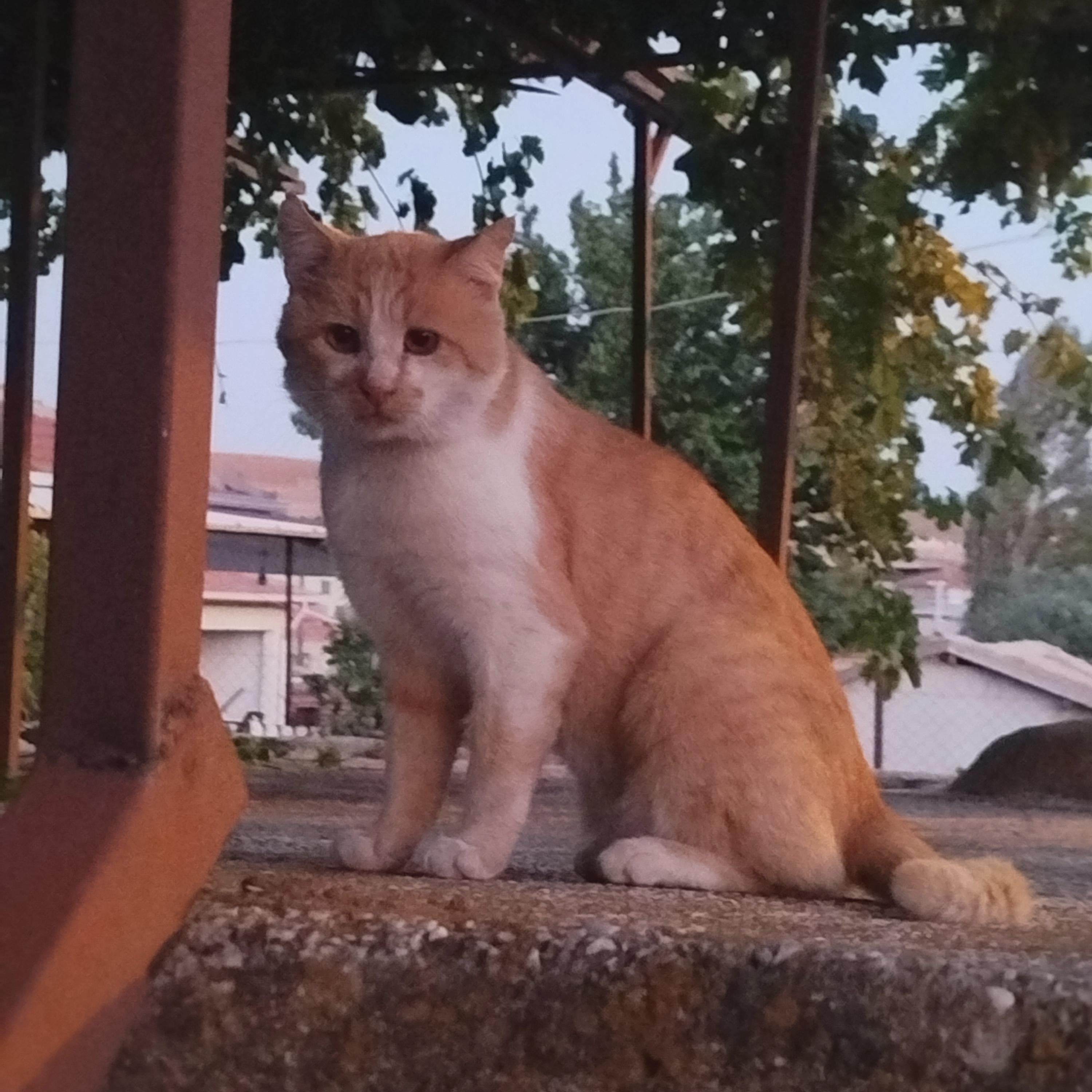 FISTABISTA Khuất
