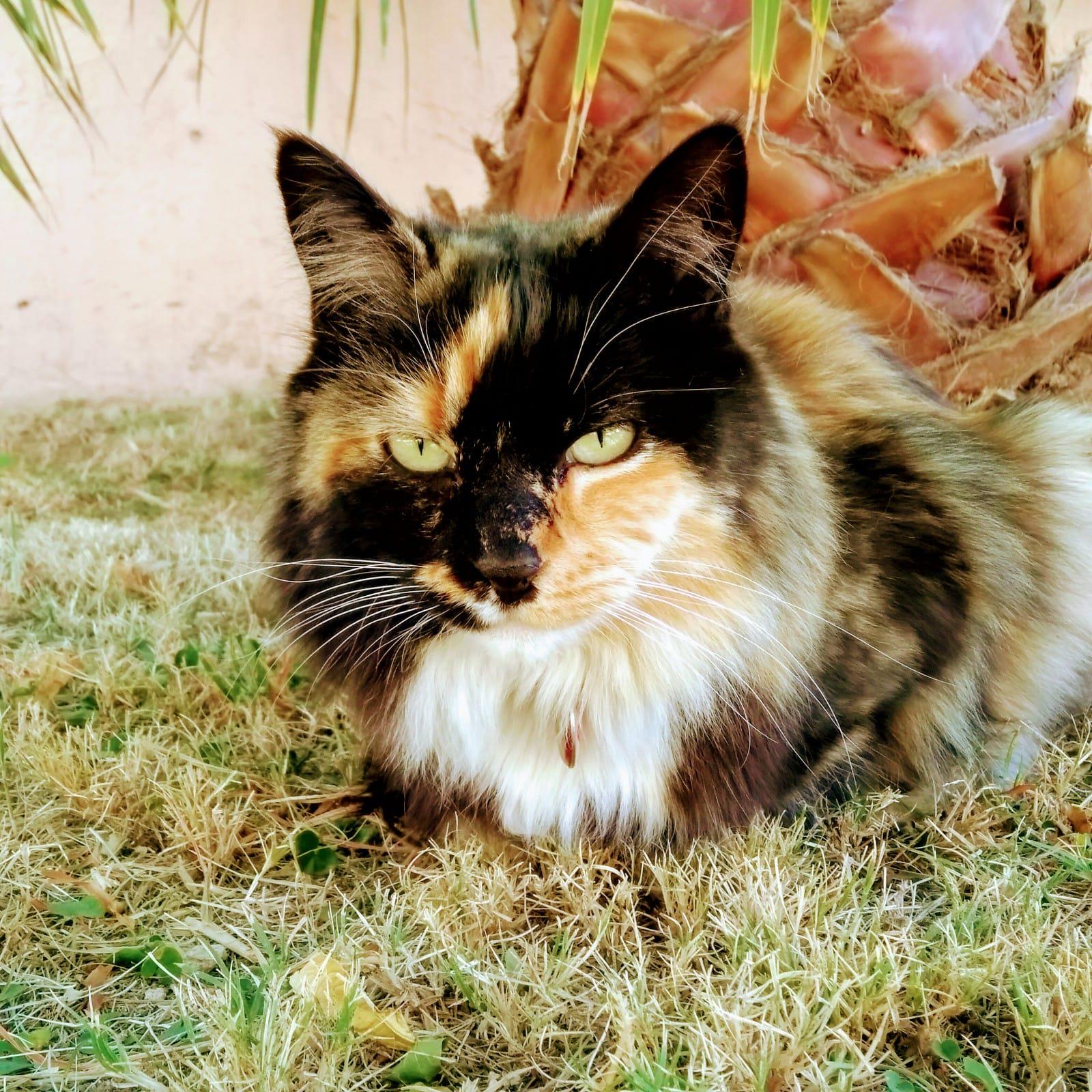 SmallCutePaws Mẫn