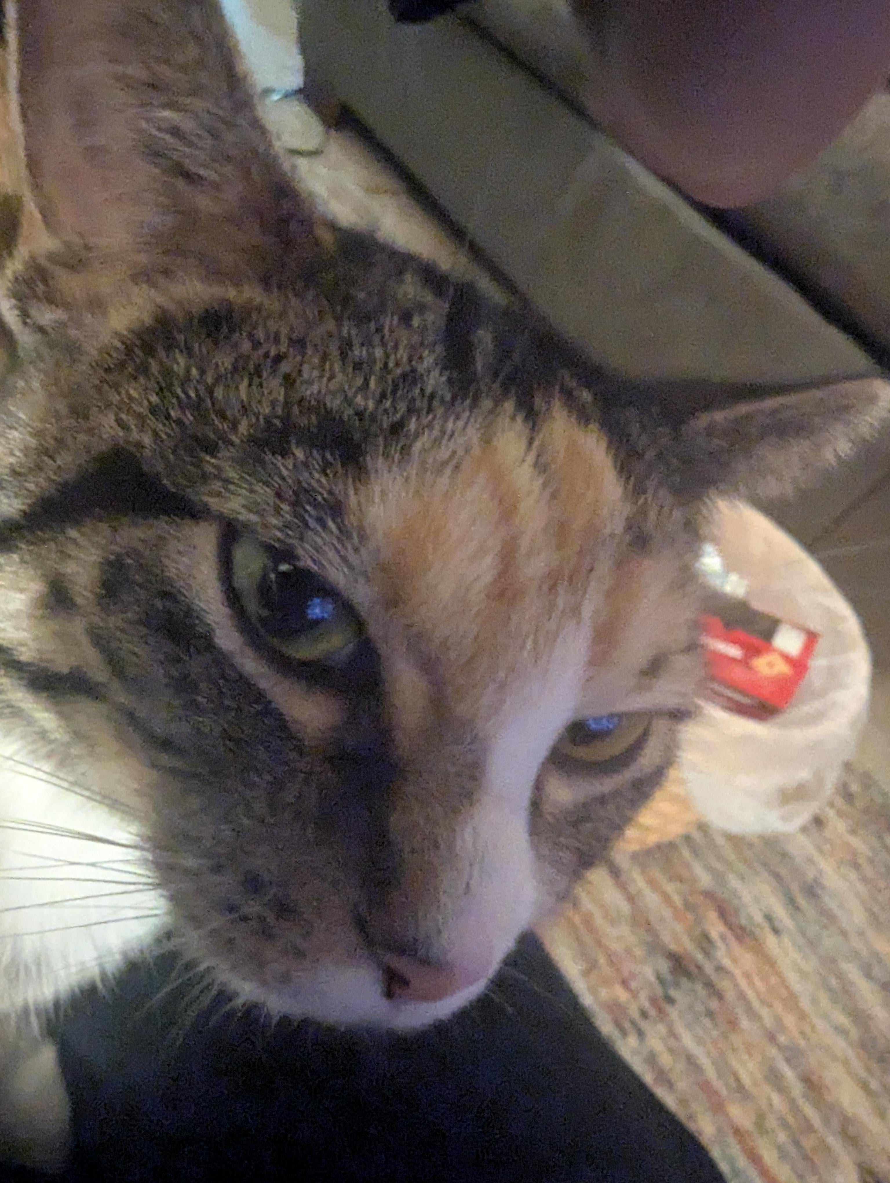 DifficultGazelle9759 Klein